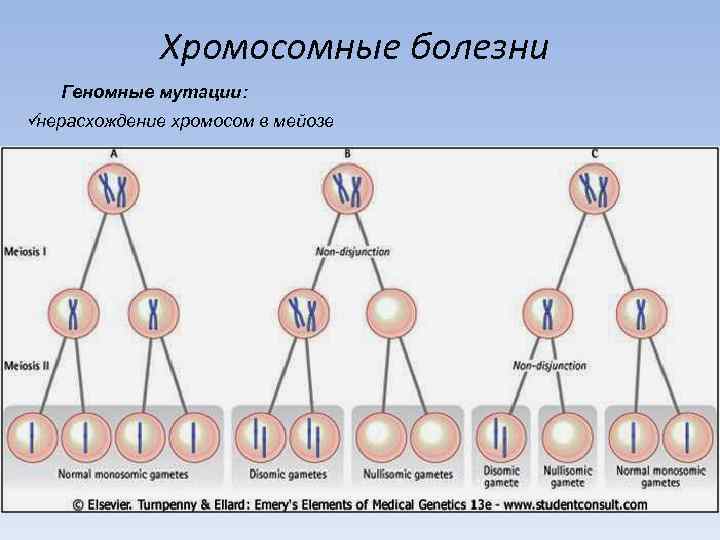 Хромосомные мутации картинки