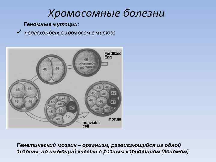 Зигота имеет хромосом