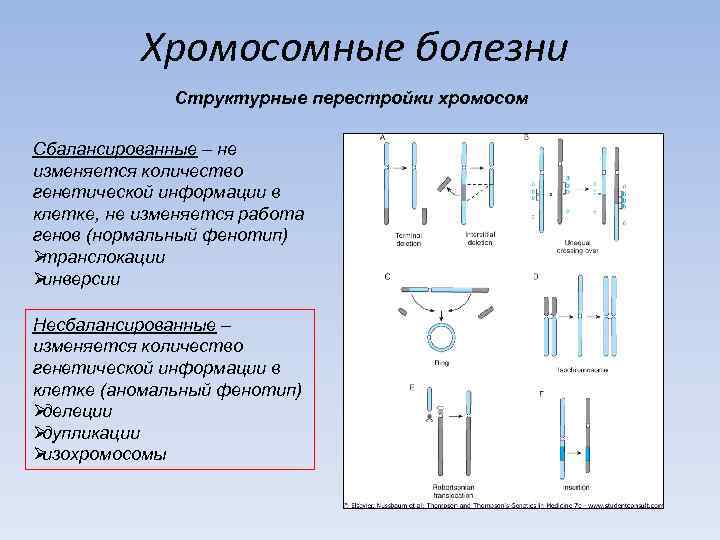   Хромосомные болезни    Структурные перестройки хромосом Сбалансированные – не изменяется