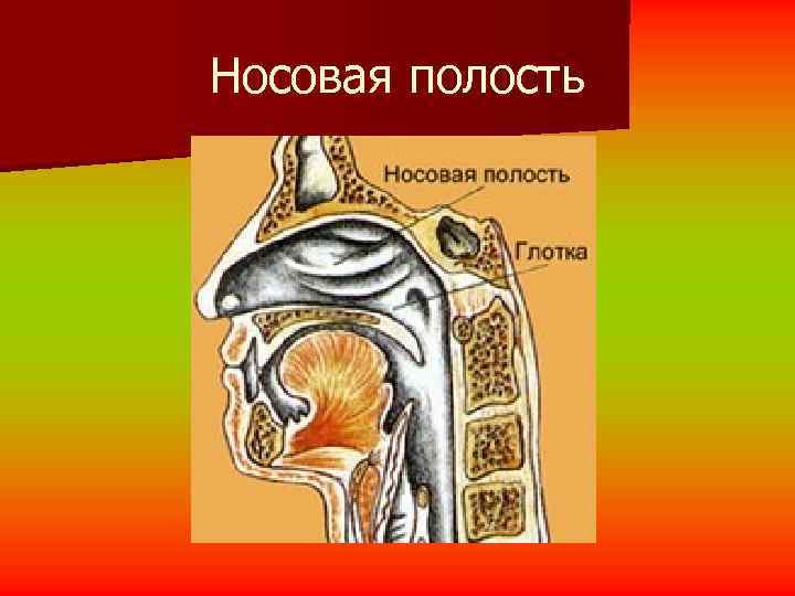 Носовая полость 