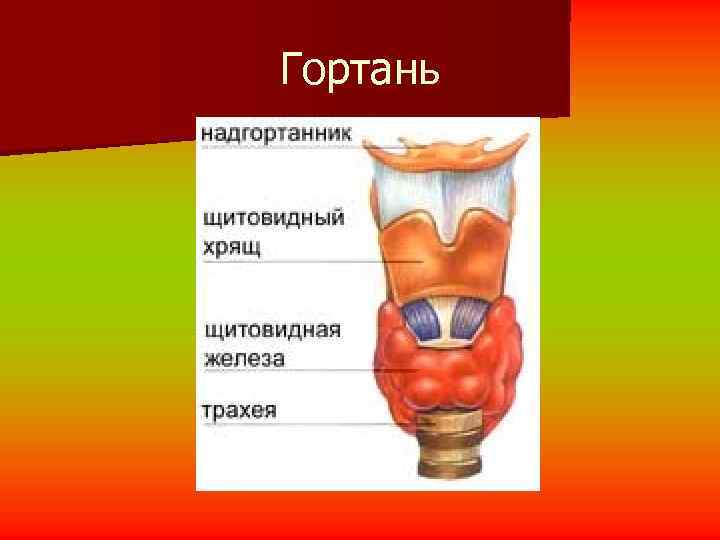 Гортань 
