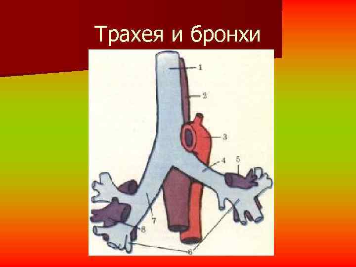 Трахея и бронхи 