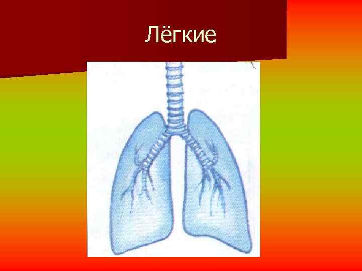 Лёгкие 