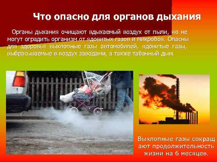   Что опасно для органов дыхания Органы дыхания очищают вдыхаемый воздух от пыли,