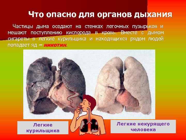   Что опасно для органов дыхания  Частицы дыма оседают на стенках легочных