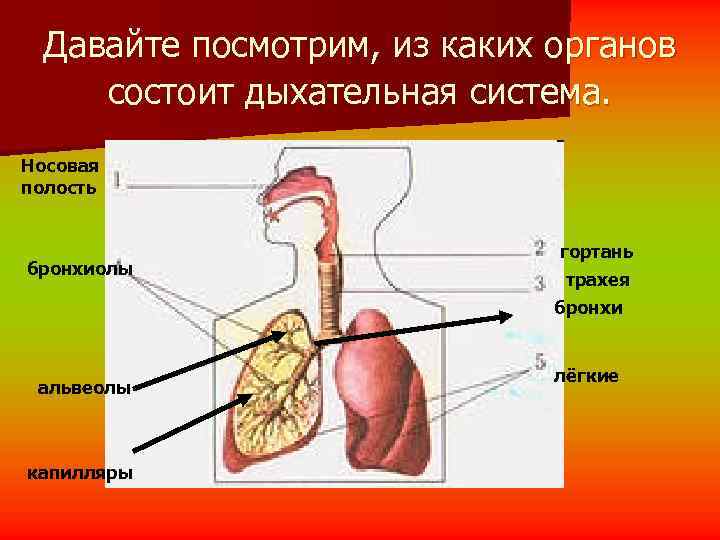  Давайте посмотрим, из каких органов состоит дыхательная система. Носовая полость   