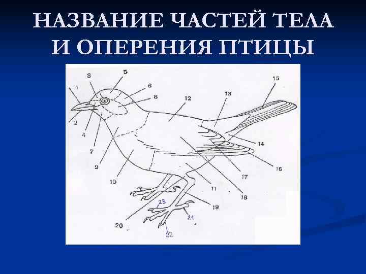 НАЗВАНИЕ ЧАСТЕЙ ТЕЛА И ОПЕРЕНИЯ ПТИЦЫ 