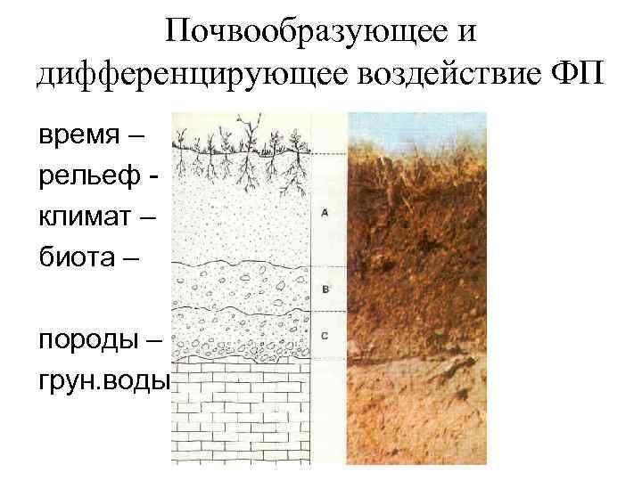   Почвообразующее и дифференцирующее воздействие ФП время – рельеф - климат – биота