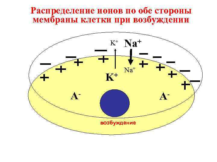 Распределение ионов по обе стороны мембраны клетки при возбуждении    K+ 