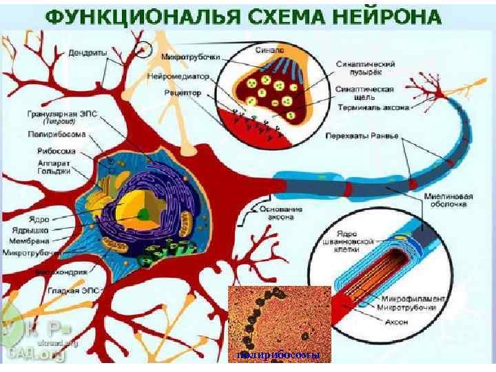 полирибосомы 