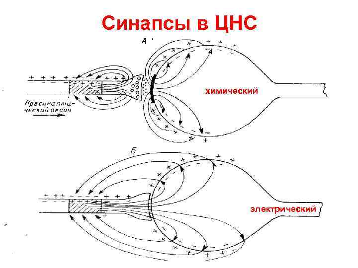 Синапсы в ЦНС  химический     электрический 
