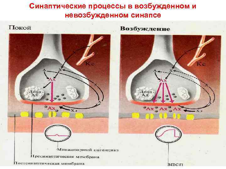 Синаптические процессы в возбужденном и   невозбужденном синапсе 