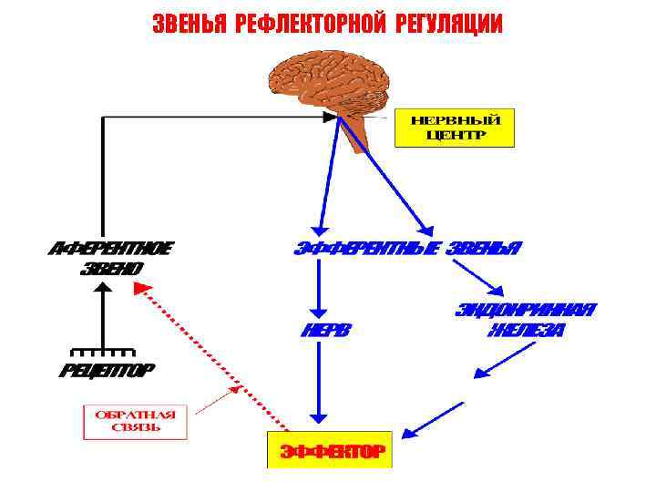 ЗВЕНЬЯ РЕФЛЕКТОРНОЙ РЕГУЛЯЦИИ 