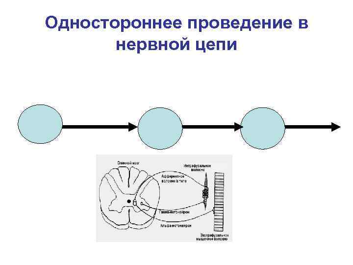 Одностороннее проведение в   нервной цепи 