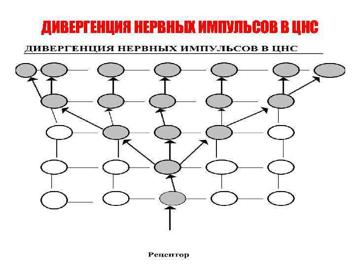 ДИВЕРГЕНЦИЯ НЕРВНЫХ ИМПУЛЬСОВ В ЦНС 