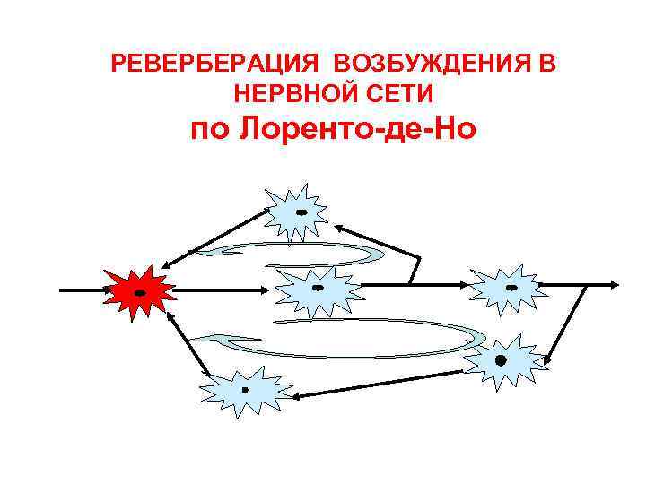 РЕВЕРБЕРАЦИЯ ВОЗБУЖДЕНИЯ В   НЕРВНОЙ СЕТИ по Лоренто-де-Но 