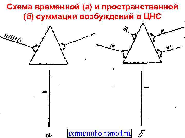 Схема временной (а) и пространственной (б) суммации возбуждений в ЦНС 