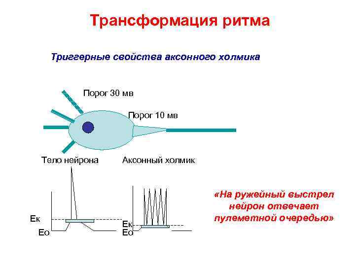     Трансформация ритма  Триггерные свойства аксонного холмика   