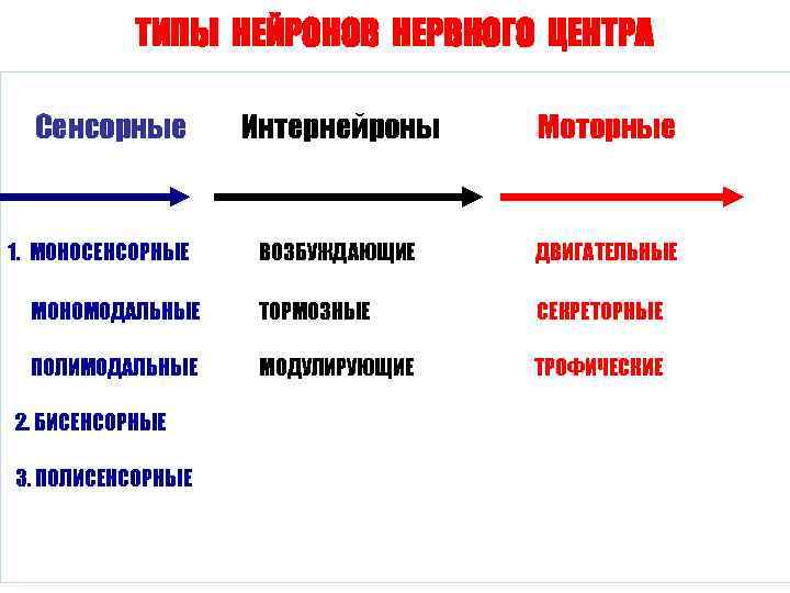   ТИПЫ НЕЙРОНОВ НЕРВНОГО ЦЕНТРА  Сенсорные  Интернейроны  Моторные  1.