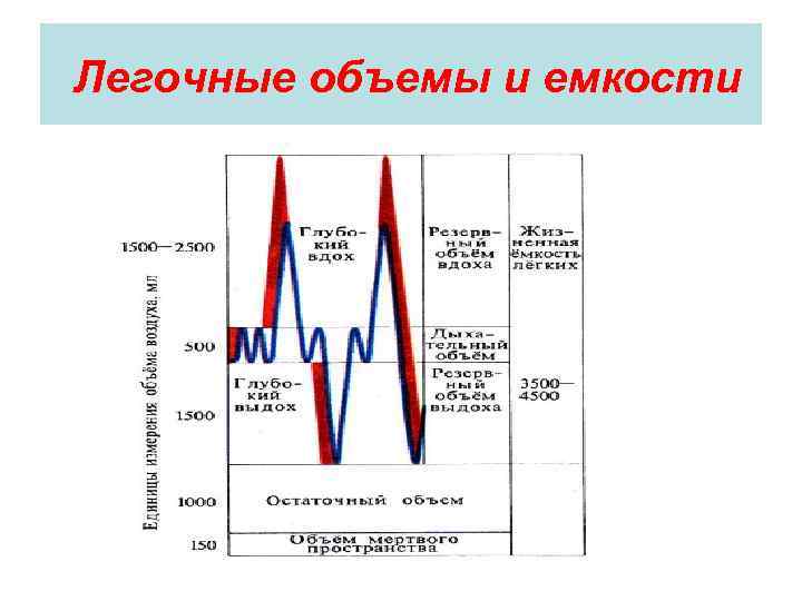  Легочные объемы и емкости 