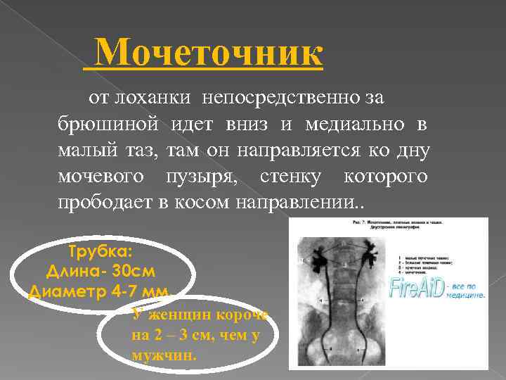   Мочеточник  от лоханки непосредственно за  брюшиной идет вниз и медиально