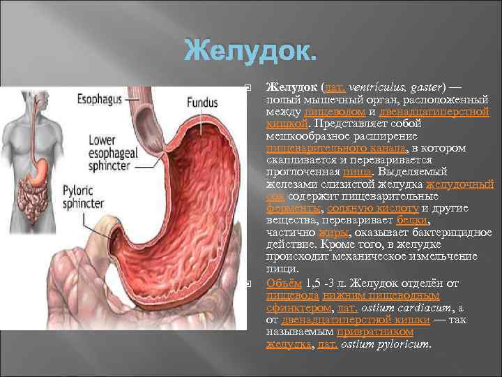 Желудок.   Желудок (лат. ventrículus, gaster) —   полый мышечный орган, расположенный