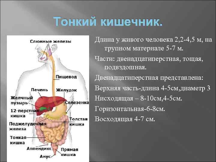 Кишечник длина. Какая длина кишечника у человека. Размер тонкого кишечника.