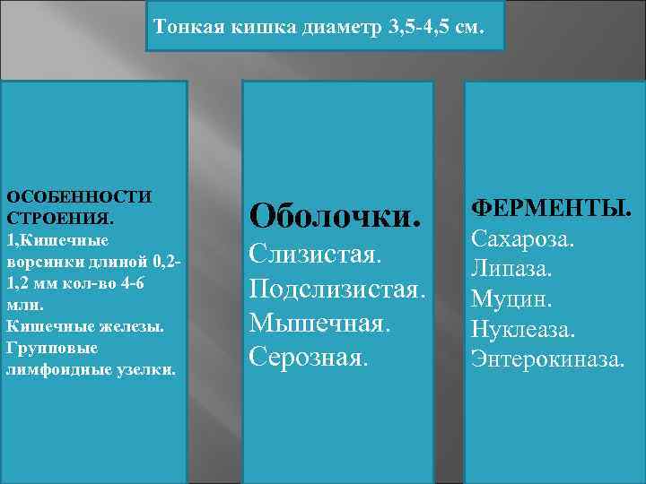     Тонкая кишка диаметр 3, 5 -4, 5 см. ОСОБЕННОСТИ СТРОЕНИЯ.