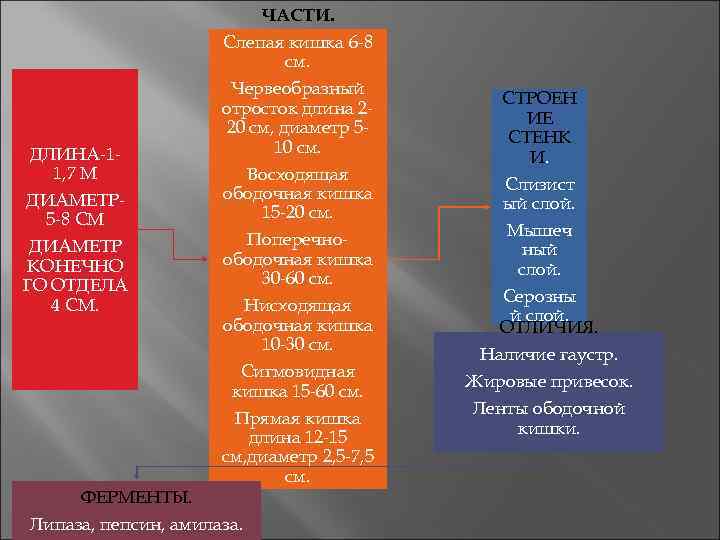      ЧАСТИ.    Слепая кишка 6 -8 