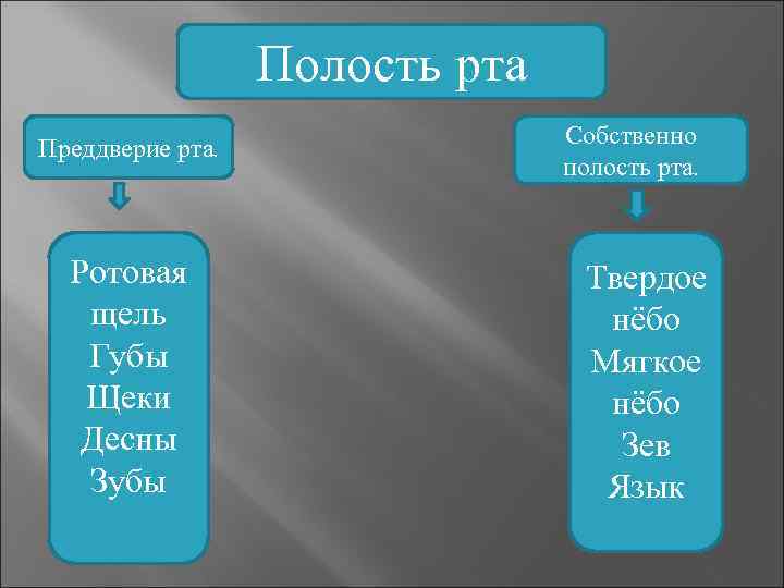 >     Полость рта Преддверие рта.     Собственно