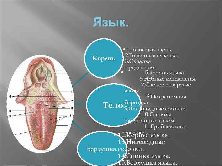  Язык.   • 1. Голосовая щель.   2. Голосовая складка. 