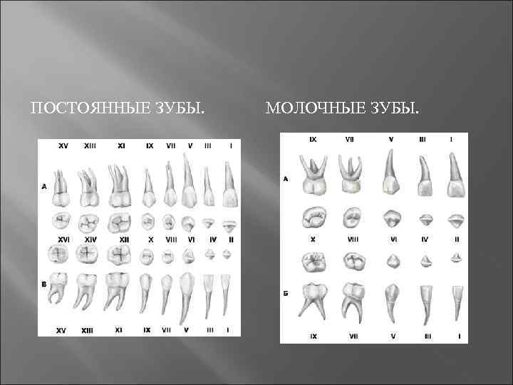 ПОСТОЯННЫЕ ЗУБЫ.  МОЛОЧНЫЕ ЗУБЫ. 