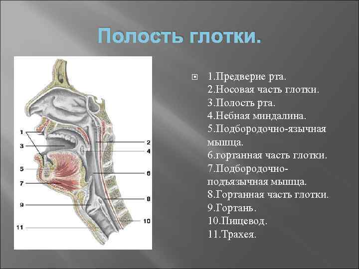 Глотка рисунок с обозначениями