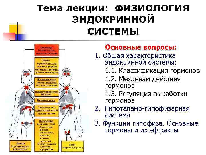 Общая характеристика внутренней секреции