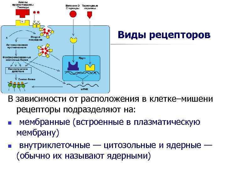 Виды рецепторов В зависимости от расположения в клетке–мишени рецепторы Виды рецепторов В зависимости от расположения в клетке–мишени рецепторы