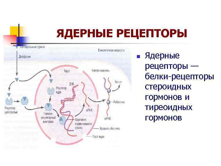 ЯДЕРНЫЕ РЕЦЕПТОРЫ n Ядерные рецепторы — ЯДЕРНЫЕ РЕЦЕПТОРЫ n Ядерные рецепторы —