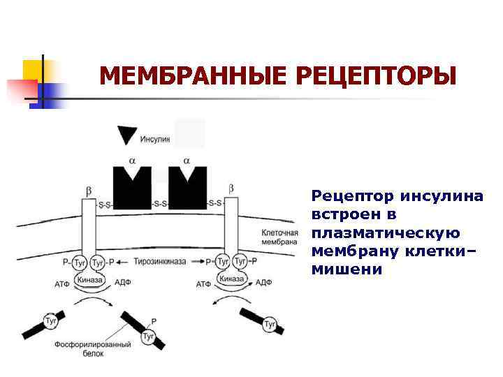 МЕМБРАННЫЕ РЕЦЕПТОРЫ Рецептор инсулина встроен в плазматическую МЕМБРАННЫЕ РЕЦЕПТОРЫ Рецептор инсулина встроен в плазматическую