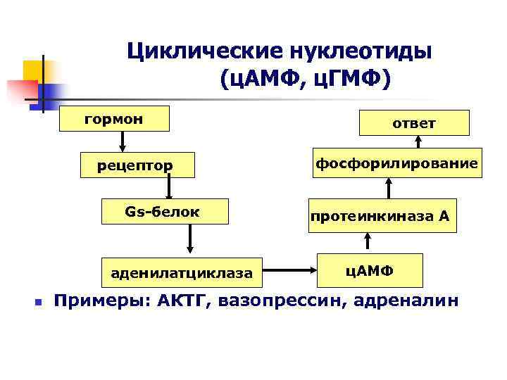 Циклические нуклеотиды (ц. АМФ, ц. ГМФ) гормон Циклические нуклеотиды (ц. АМФ, ц. ГМФ) гормон