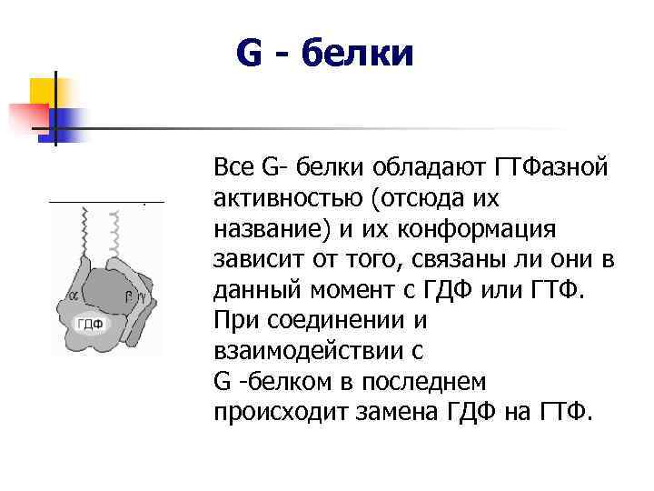 G - белки Все G- белки обладают ГТФазной активностью (отсюда их название) G - белки Все G- белки обладают ГТФазной активностью (отсюда их название)