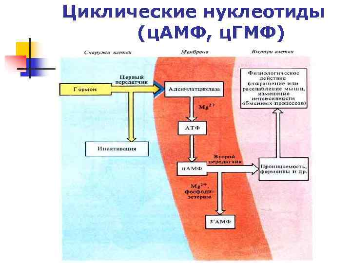 Циклические нуклеотиды (ц. АМФ, ц. ГМФ) Циклические нуклеотиды (ц. АМФ, ц. ГМФ)