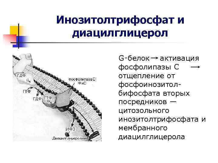 Инозитолтрифосфат и диацилглицерол G‑белок активация фосфолипазы C отщепление от Инозитолтрифосфат и диацилглицерол G‑белок активация фосфолипазы C отщепление от