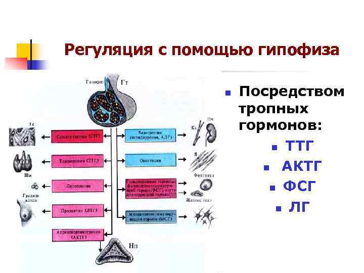 Регуляция с помощью гипофиза n Посредством тропных Регуляция с помощью гипофиза n Посредством тропных