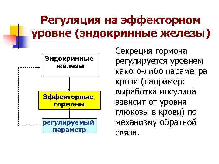 Регуляция на эффекторном уровне (эндокринные железы) Секреция гормона Эндокринные Регуляция на эффекторном уровне (эндокринные железы) Секреция гормона Эндокринные