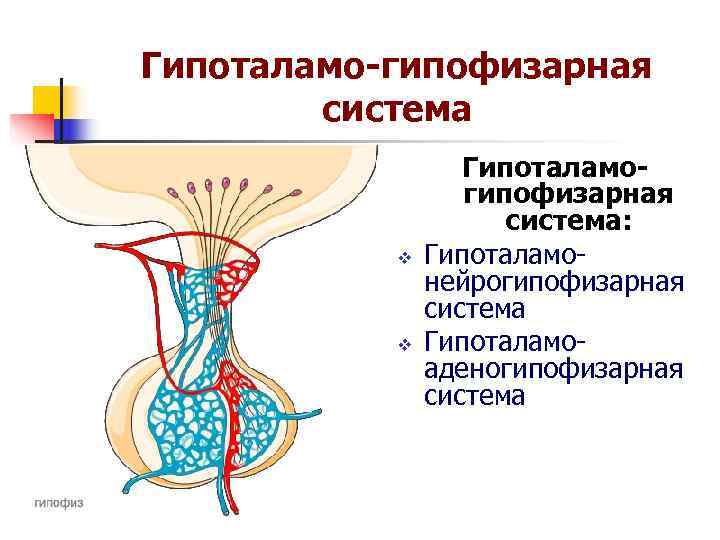 Гипоталамо гипофизарная система картинки