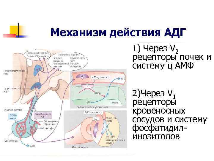 Адг механизм действия схема