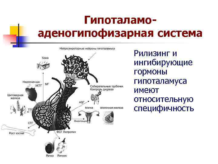 Гипоталамо- аденогипофизарная система Рилизинг и ингибирующие Гипоталамо- аденогипофизарная система Рилизинг и ингибирующие