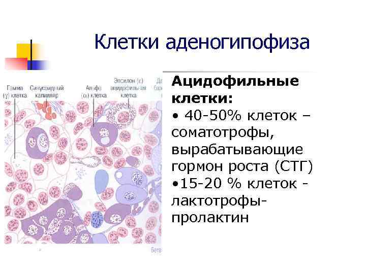 Клетки аденогипофиза Ацидофильные клетки: • 40 -50% клеток – Клетки аденогипофиза Ацидофильные клетки: • 40 -50% клеток –