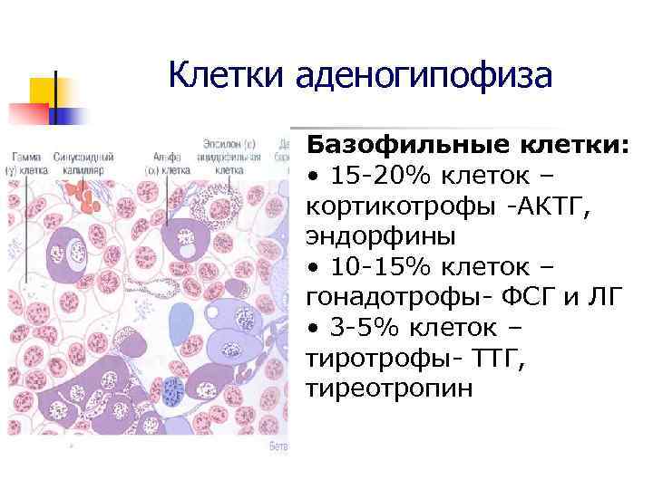 Клетки аденогипофиза Базофильные клетки: • 15 -20% клеток – кортикотрофы -АКТГ, Клетки аденогипофиза Базофильные клетки: • 15 -20% клеток – кортикотрофы -АКТГ,