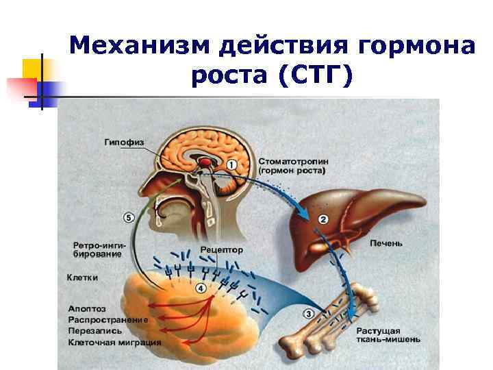 Механизм действия гормона роста (СТГ) Механизм действия гормона роста (СТГ)