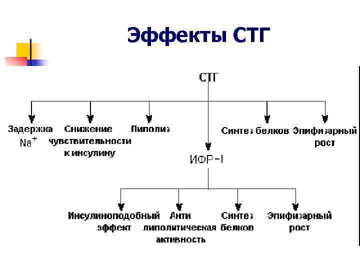Эффекты СТГ Эффекты СТГ